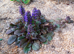 AJUGA RUBRA