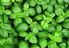 ALBAHACA
