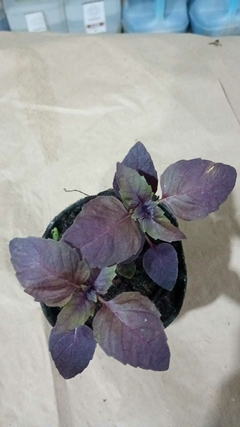 ALBAHACA MORADA