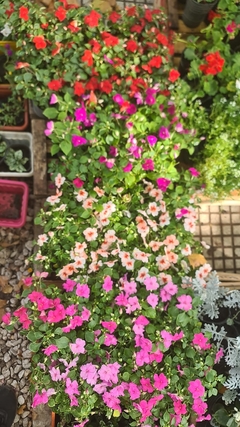 PLANTINES M12 FLORALES ( 2DA OPCION ) en internet