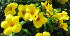 ALLAMANDA