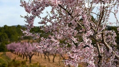 ALMENDROS