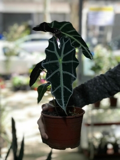 ALOCACIA AMAZONICA - comprar online