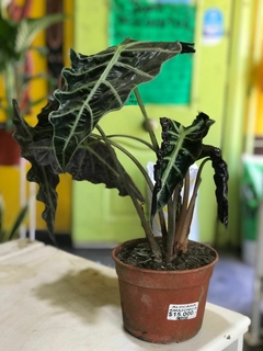 ALOCACIA AMAZONICA - tienda online