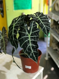ALOCACIA AMAZONICA - El Viverito