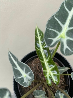 alocasia bambino - El Viverito