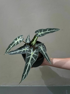 alocasia bambino en internet