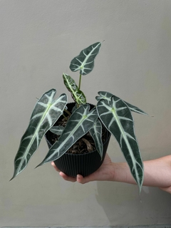 alocasia bambino - comprar online