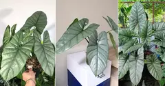 ALOCASIA CORAZON - comprar online