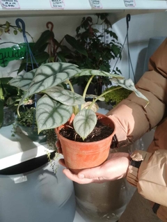 alocasia silver dragon