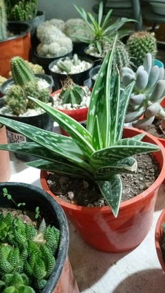 Áloe variegata suculenta