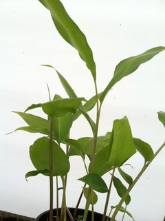 ALPINIA SP