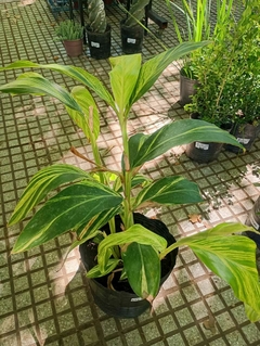 ALPINIA VARIEGADA - El Viverito