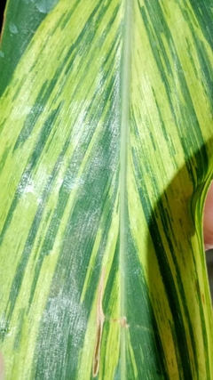 ALPINIA VARIEGADA