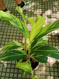 ALPINIA VARIEGADA en internet