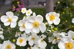 ANEMONA JAPONICA en internet