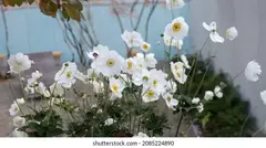 ANEMONA JAPONICA - comprar online
