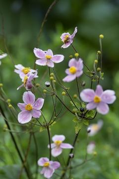 ANEMONA JAPONICA