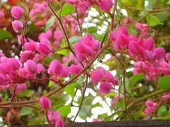 ANTIGONON LEPTOPUS (PARAGUAYITA) - comprar online