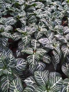 APHELANDRA en internet