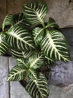 APHELANDRA - comprar online