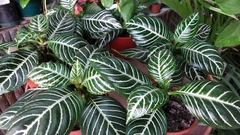 APHELANDRA