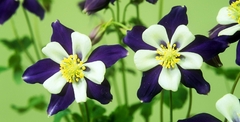 AQUILEGIA - tienda online