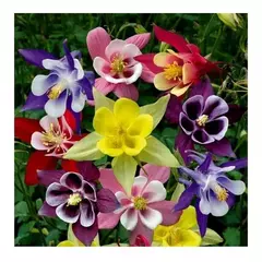 AQUILEGIA