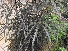 ARALIA ELEGANTISIMA