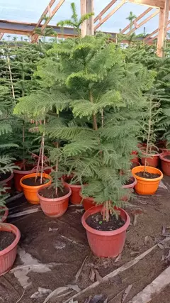 ARAUCARIA EXCELSA