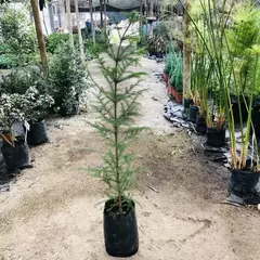 ARAUCARIA EXCELSA - comprar online