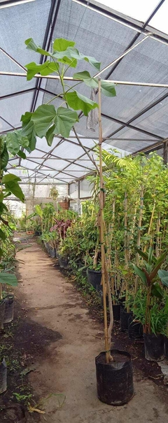 PAWLONIA TOMENTOSA (KIRI) - comprar online