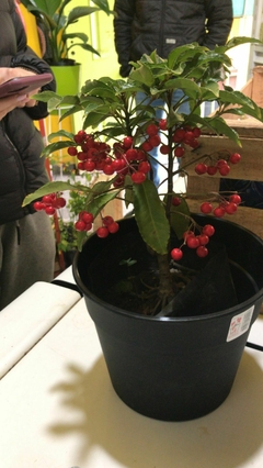 ARDISIA CRENATA - comprar online