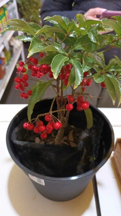 ARDISIA CRISPA - comprar online