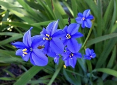 ARISTEA ECKLONII - comprar online