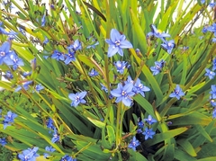 ARISTEA ECKLONII