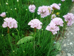 ARMERIA en internet