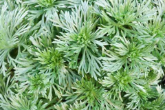 ARTEMISA SCHEMIDTIANA
