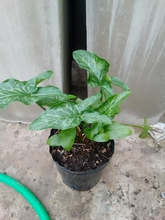 ARUM ITALICUM 3LTS - comprar online