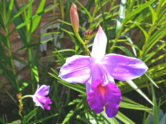 ORQUIDEA ARUNDINIA BAMBUSIFIA