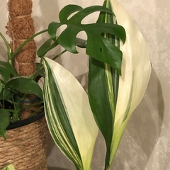ASPIDISTRA VARIEGADA