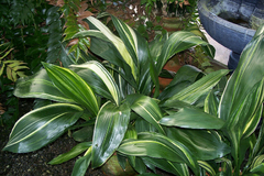 ASPIDISTRA VARIEGADA en internet