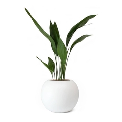 ASPIDISTRA