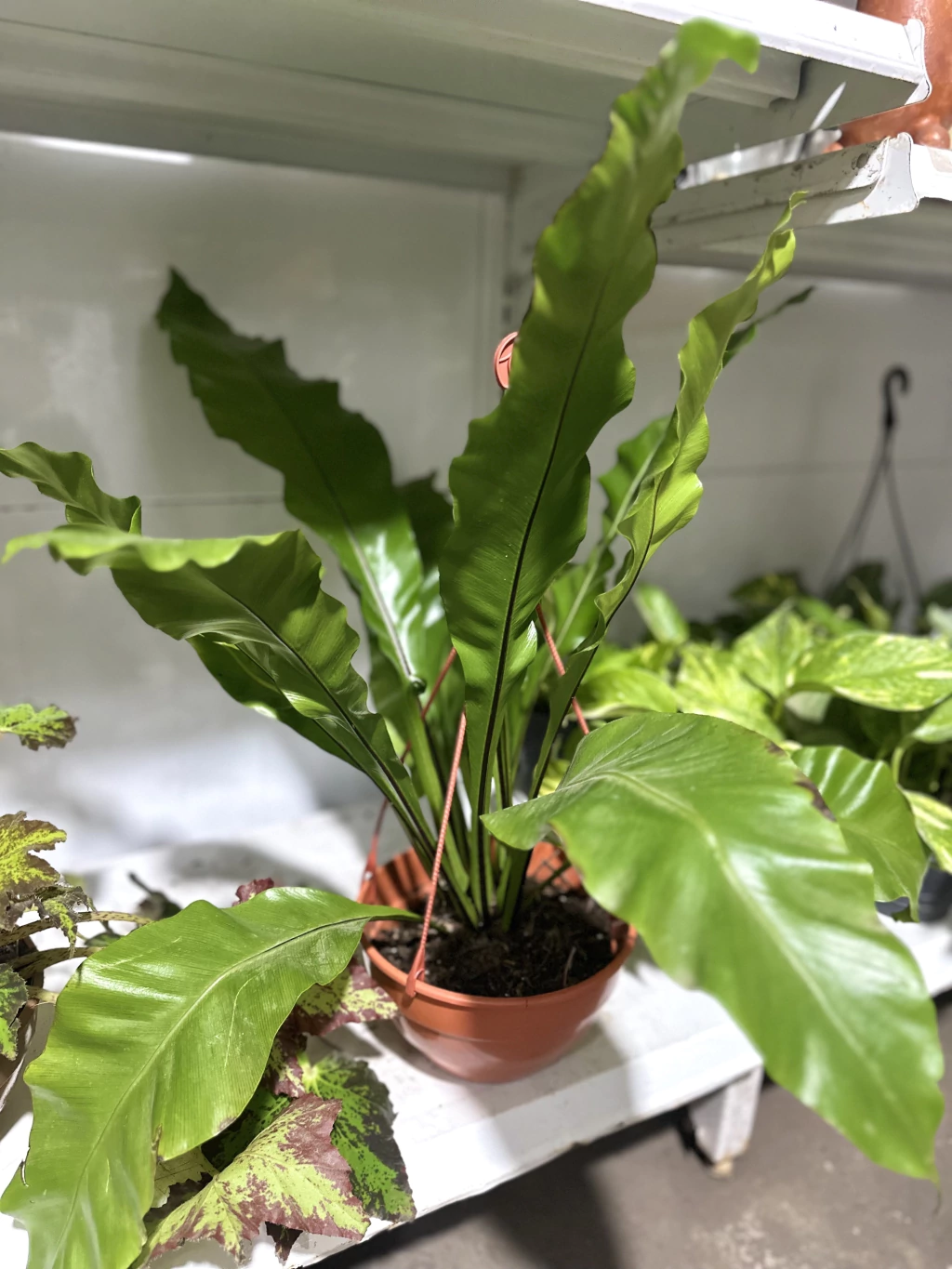 ASPLENIUM NIDUS - comprar online