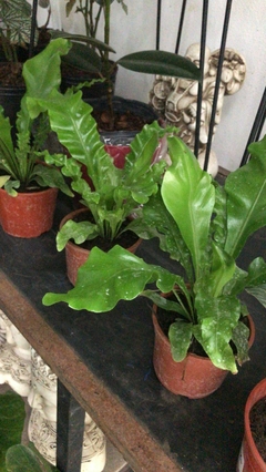ASPLENIUM NIDUS - tienda online