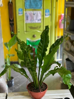 ASPLENIUM NIDUS - El Viverito