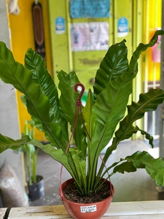 ASPLENIUM NIDUS - comprar online
