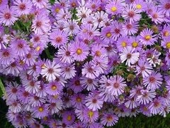 ASTER