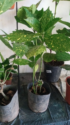AUCUBA JAPONICA en internet