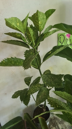 AUCUBA JAPONICA - El Viverito